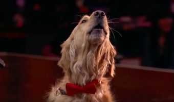 Собака (наконец-то!) спела на конкурсе талантов для людей. Двуногим конкурсантам пора паковать чемоданы